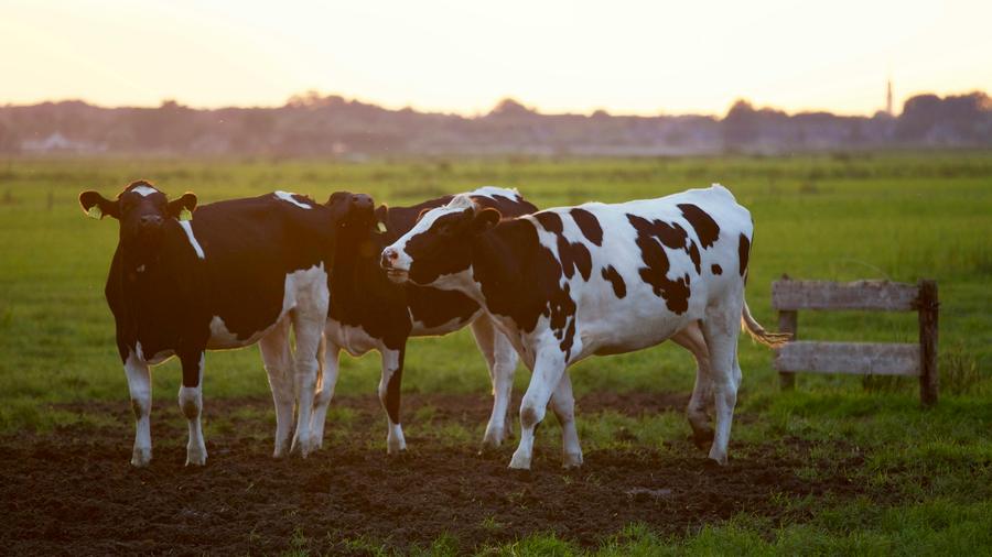 Cattle grazing on open South African farmland