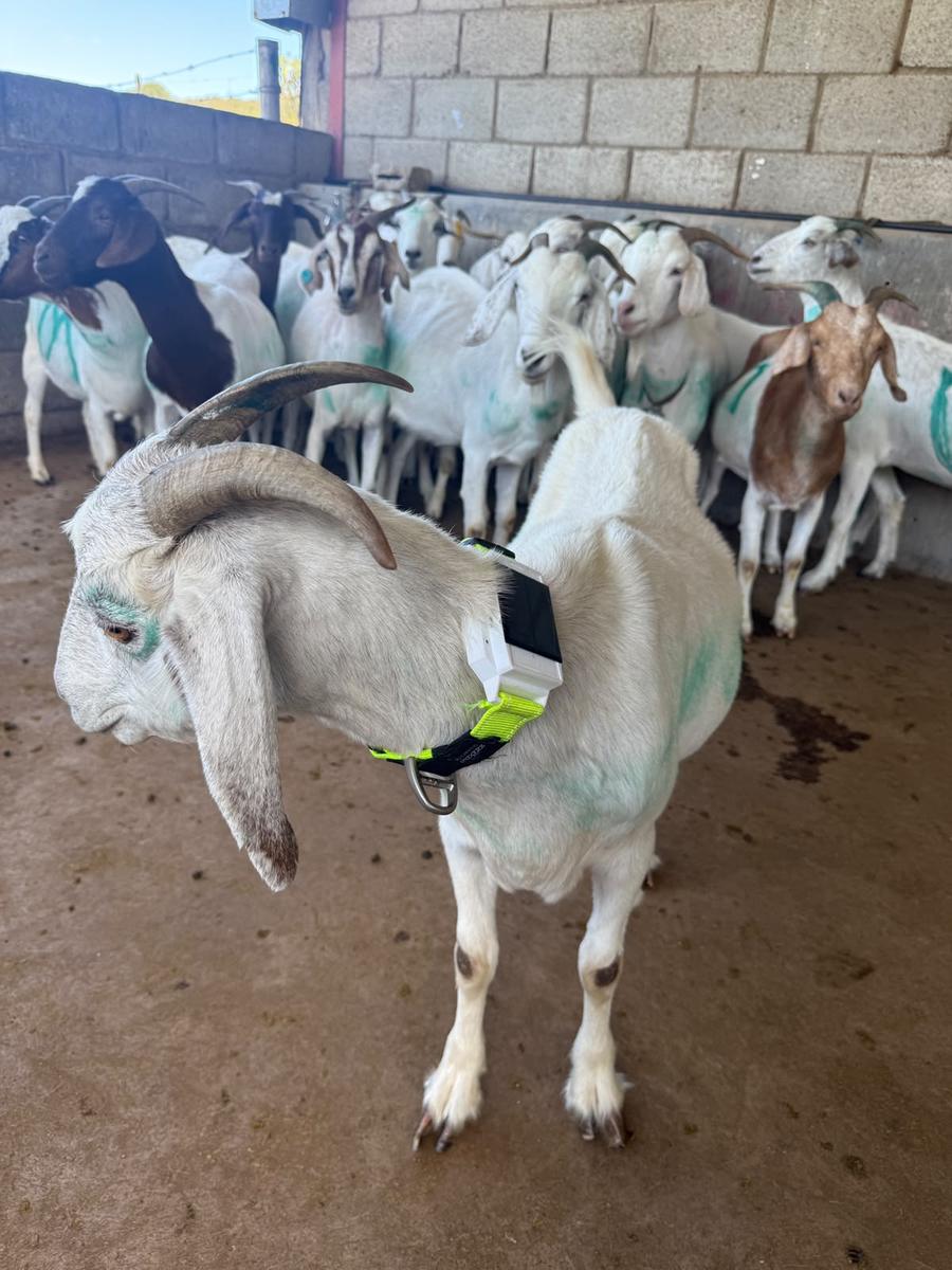 A goat wearing the KhuselaGuard collar, with the rest of the herd behind it