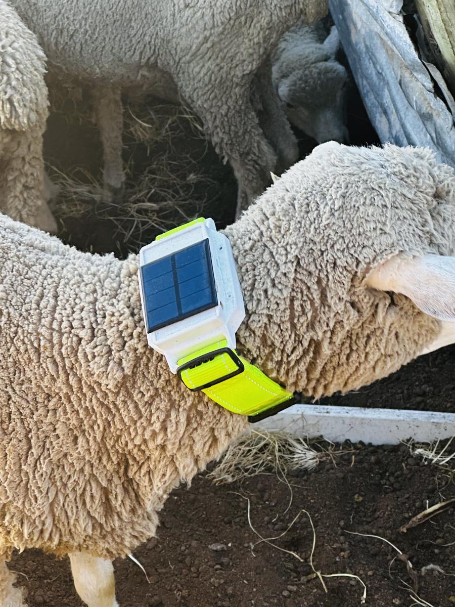 The KhuselaGuard tag fitted on a sheep out in the field