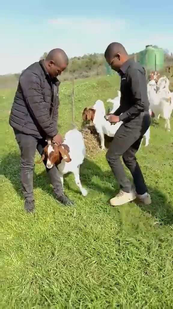 Two people handling a Boer goat in a green camp.