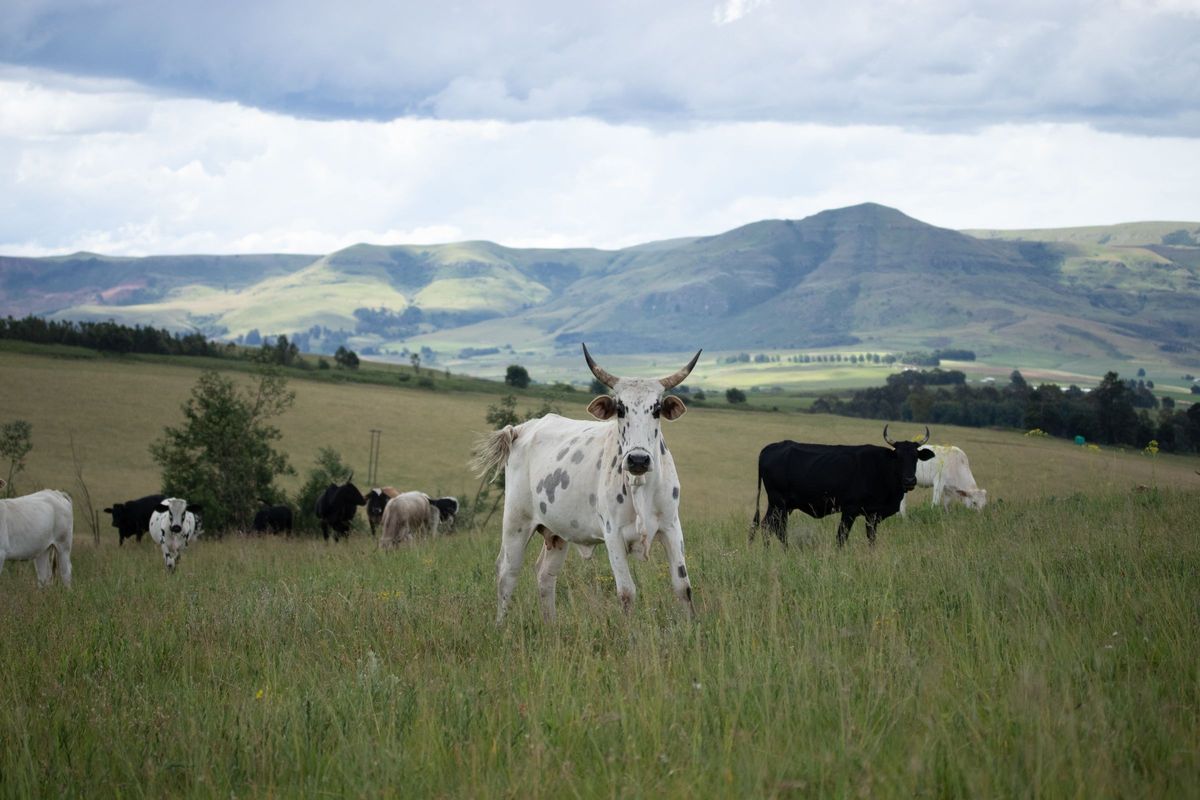 Nguni cattle spread out across open grassland below rolling hills.