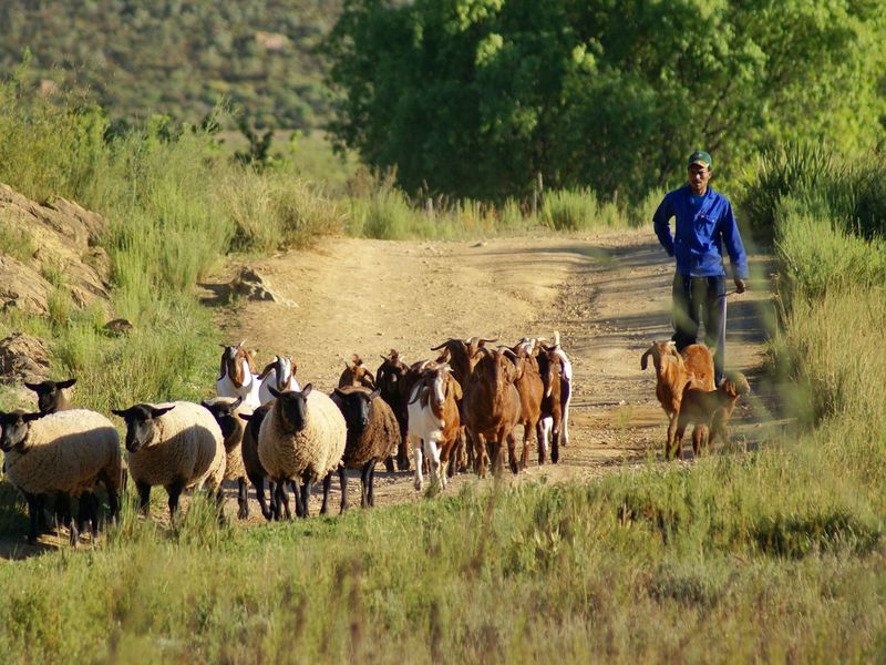 A herder walking a mixed flock of sheep and goats home along a dirt track.