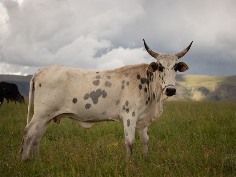 A spotted Nguni cow standing in long grass, looking at the camera.
